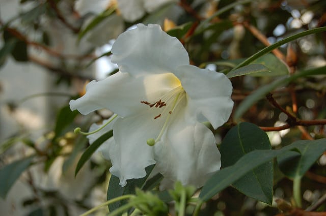 Rhododendron lindleyi