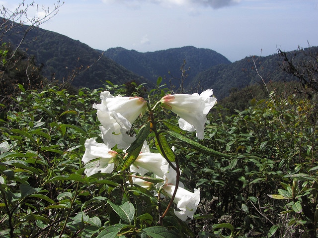Rhododendron lindleyi