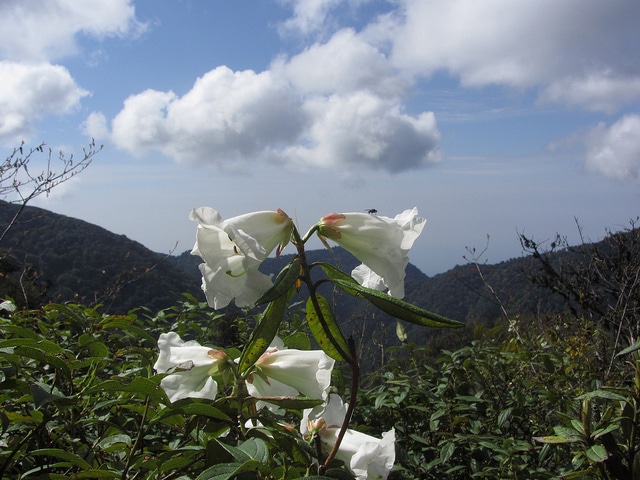 Rhododendron lindleyi