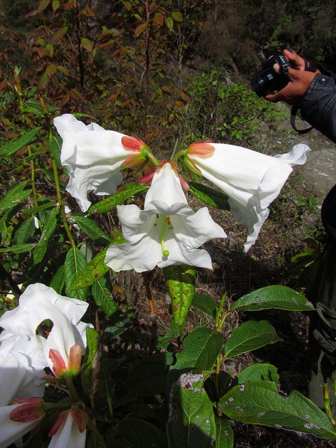 Rhododendron lindleyi