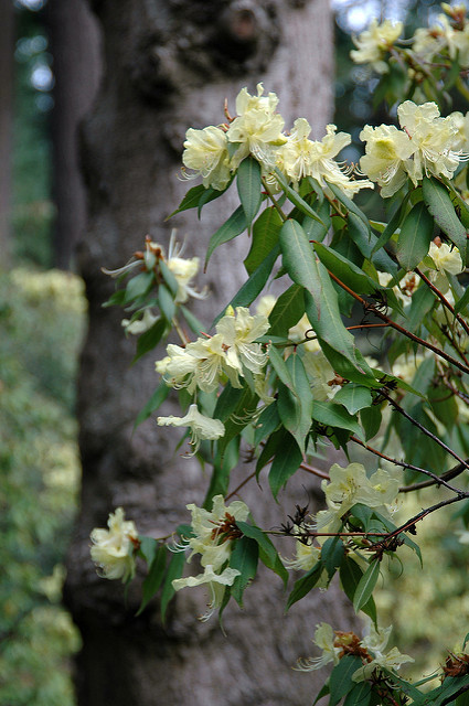 Rhododendron lutescens
