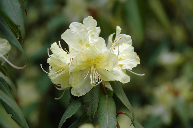 Rhododendron lutescens