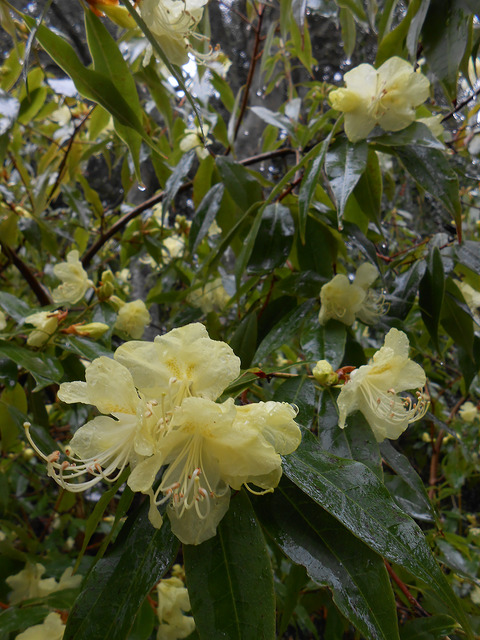 Rhododendron lutescens