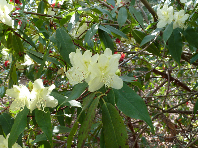 Rhododendron lutescens