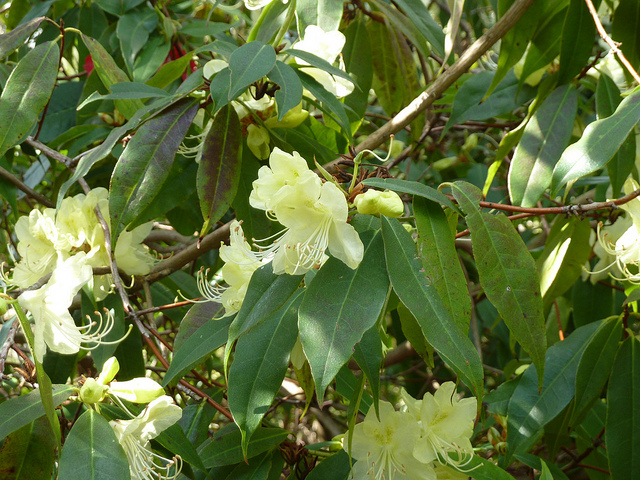 Rhododendron lutescens