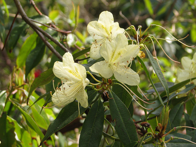 Rhododendron lutescens