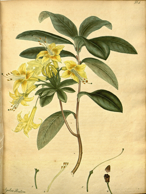 Rhododendron jaune
