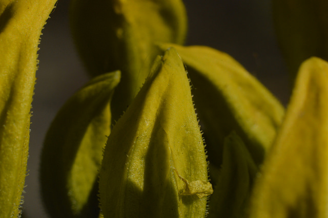Rhododendron jaune