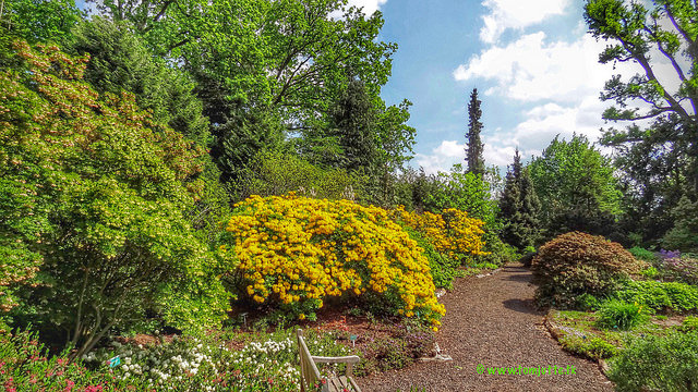 Rhododendron jaune
