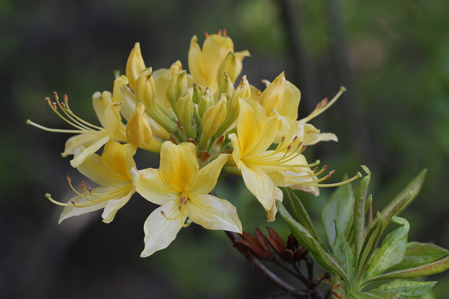 Rhododendron jaune (Rhododendron luteum)