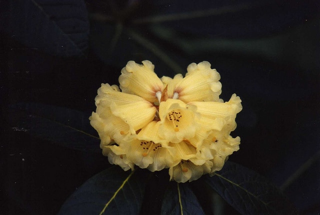 Rhododendron macabeanum