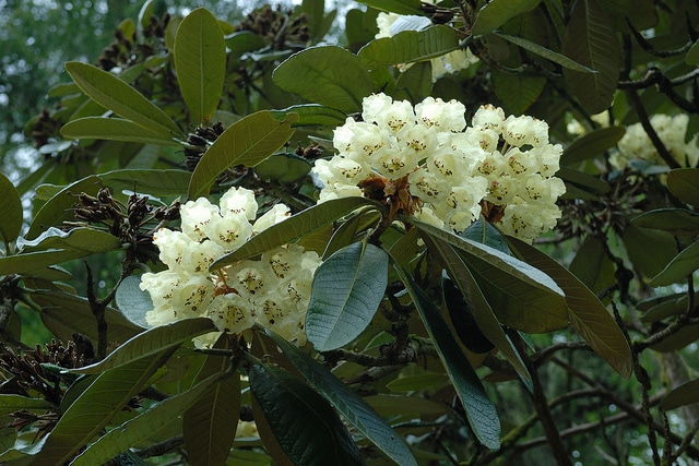 Rhododendron macabeanum