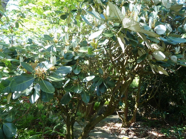 Rhododendron macabeanum
