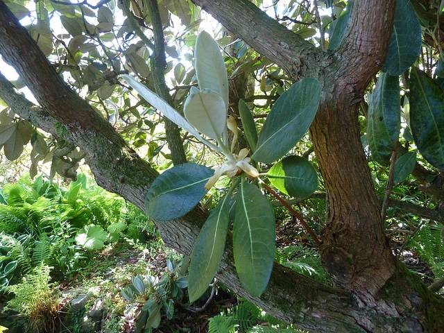 Rhododendron macabeanum