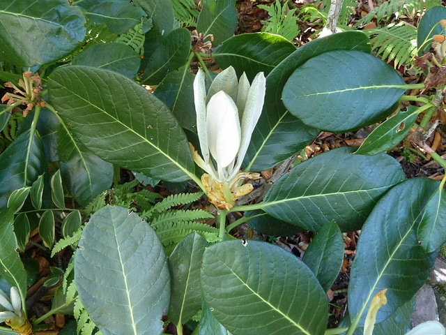 Rhododendron macabeanum