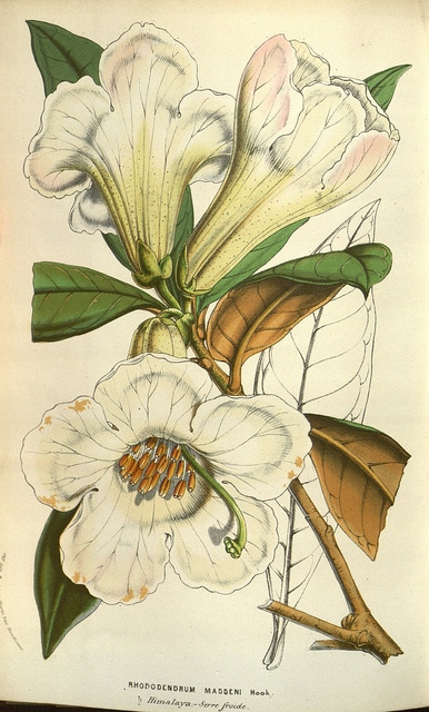 Rhododendron maddenii