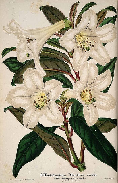Rhododendron maddenii