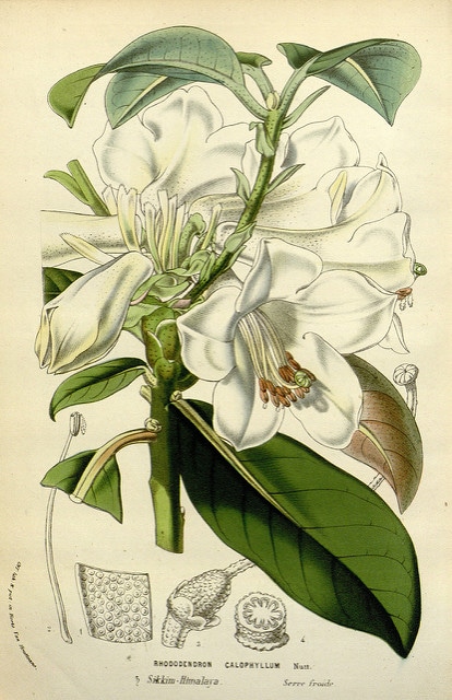 Rhododendron maddenii