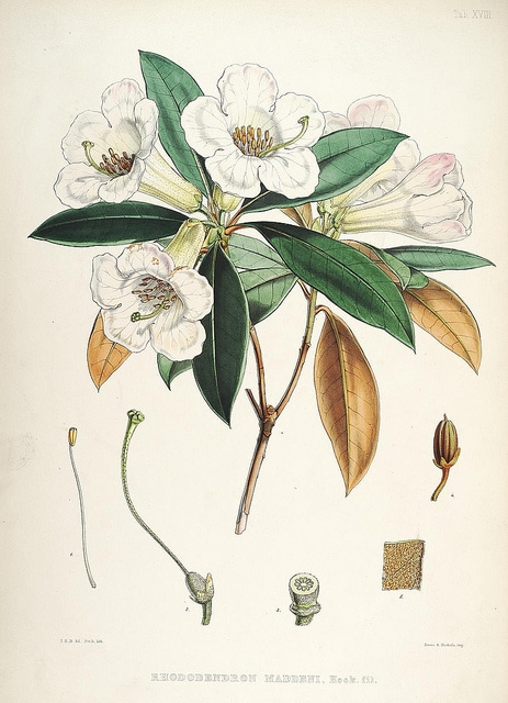 Rhododendron maddenii