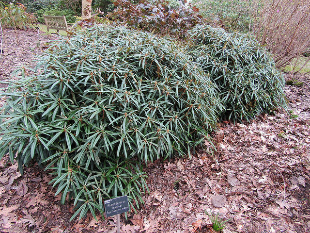 Rhododendron makinoi