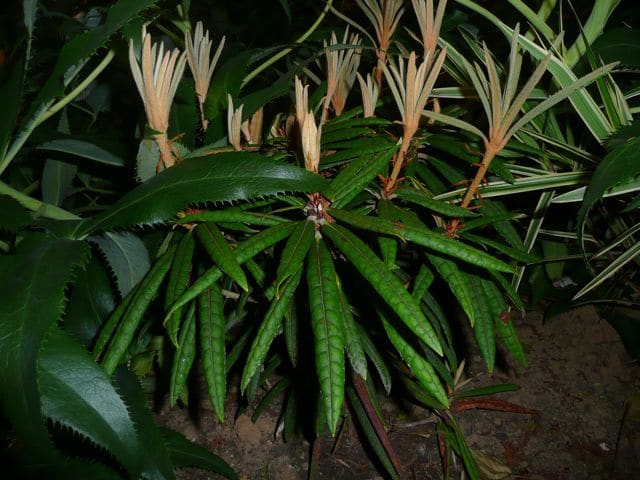 Rhododendron makinoi