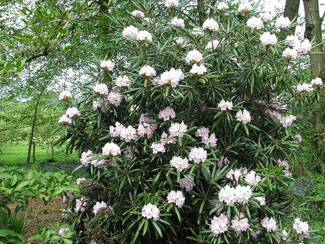Rhododendron makinoi
