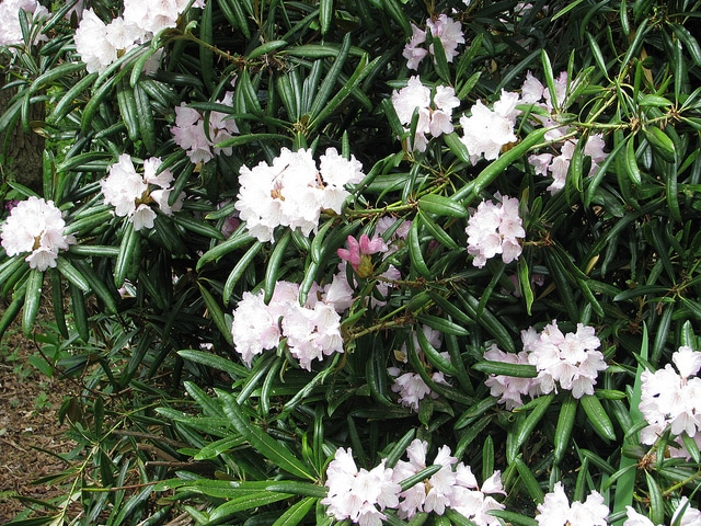 Rhododendron makinoi