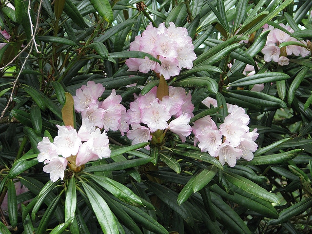 Rhododendron makinoi