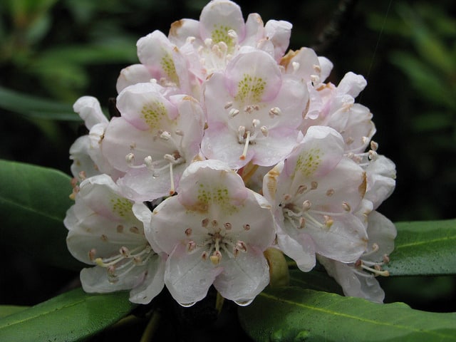 Rhododendron géant