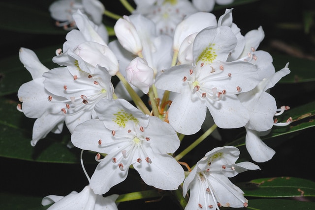 Rhododendron géant