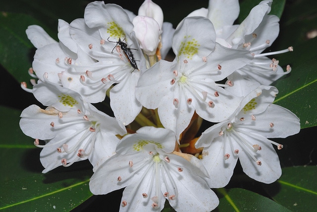 Rhododendron géant