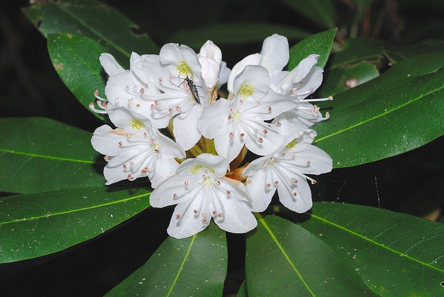 Rhododendron géant