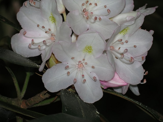 Rhododendron géant
