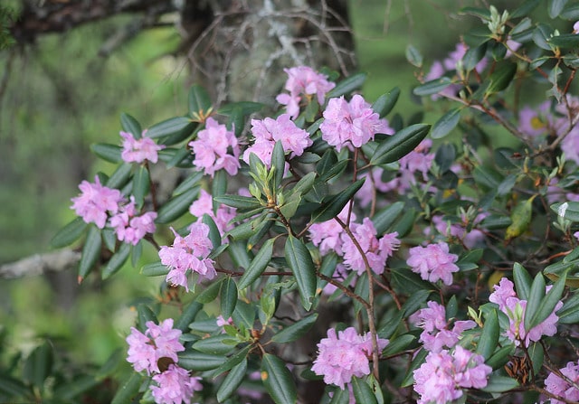 Rhododendron minus