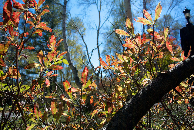 Rhododendron molle