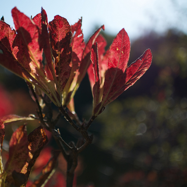 Rhododendron molle