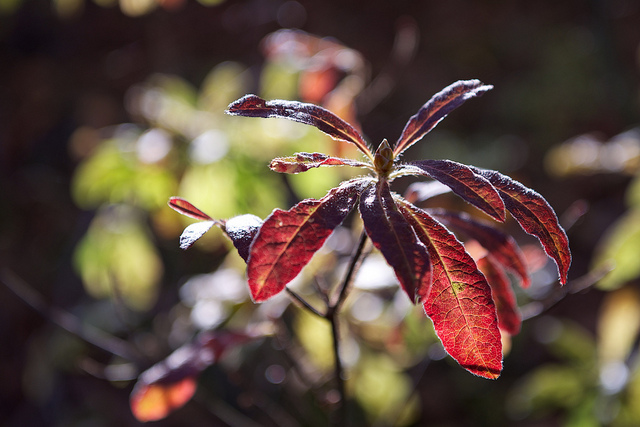 Rhododendron molle