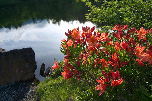 Rhododendron molle