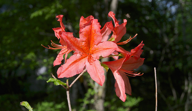 Rhododendron molle