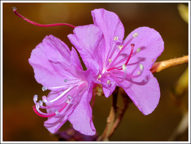 Rhododendron