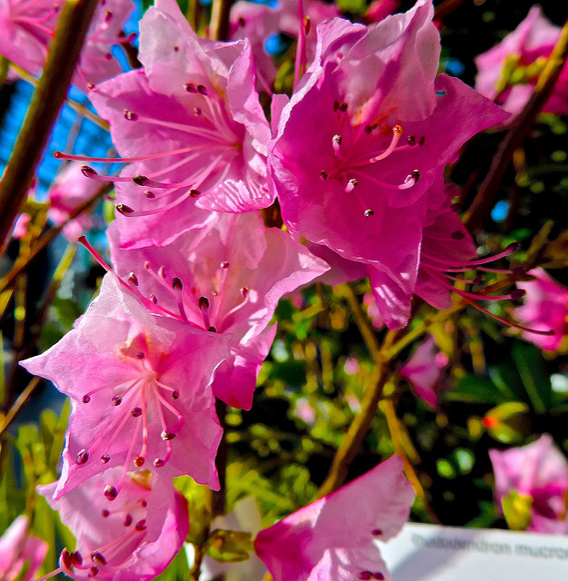 Rhododendron
