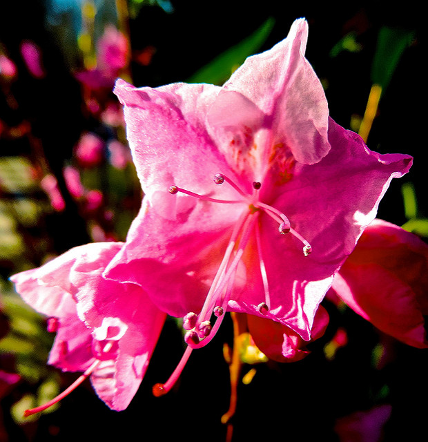 Rhododendron