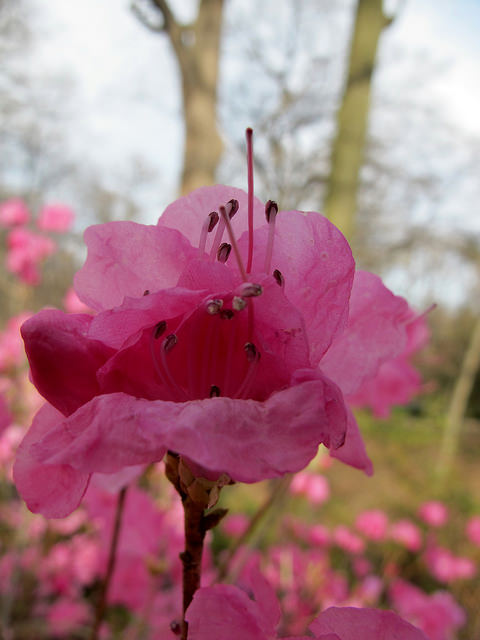 Rhododendron