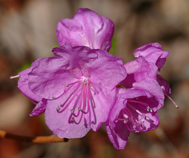 Rhododendron