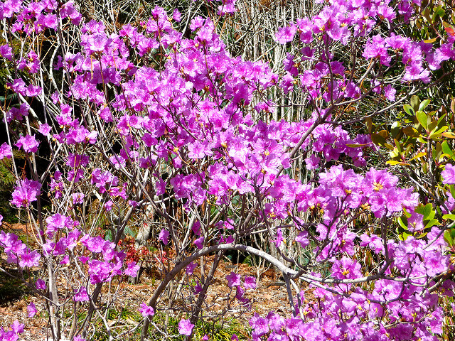 Rhododendron (Rhododendron mucronulatum)