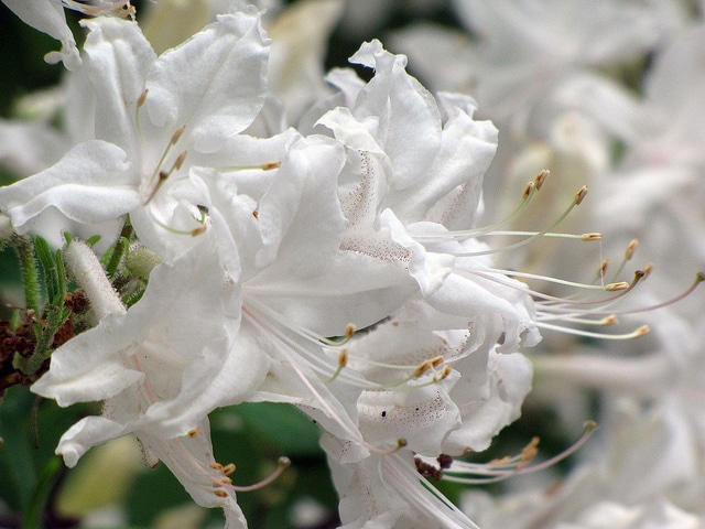 Rhododendron oblongifolium