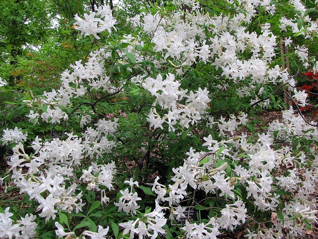 Rhododendron oblongifolium