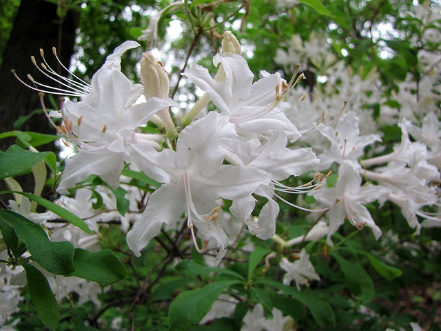 Rhododendron oblongifolium
