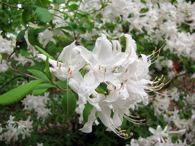 Rhododendron oblongifolium