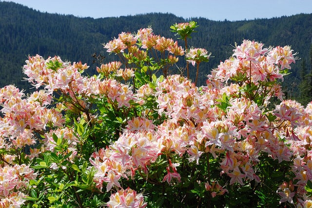 Azalée du pacifique (Rhododendron occidentale)